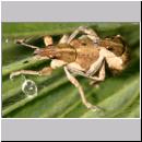 Sitona gressorius - Ruesselkaefer 01 6mm.jpg